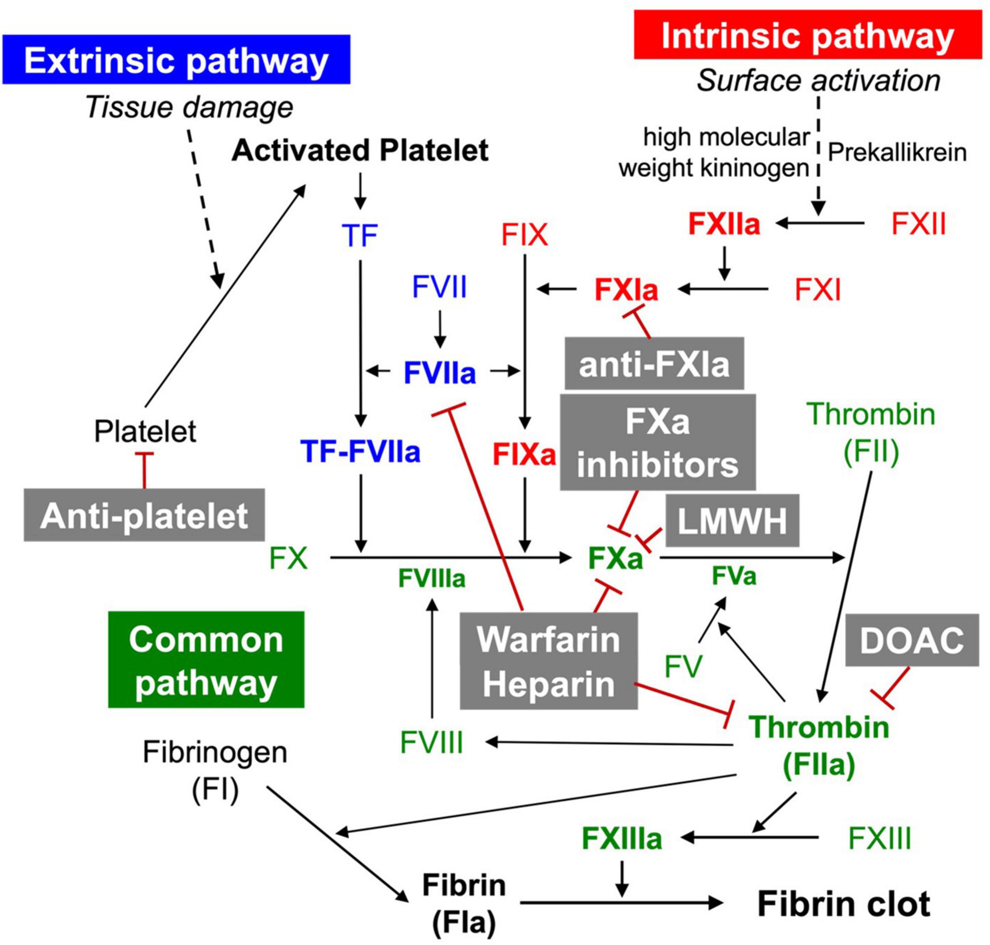 coagulation cascade warfarin