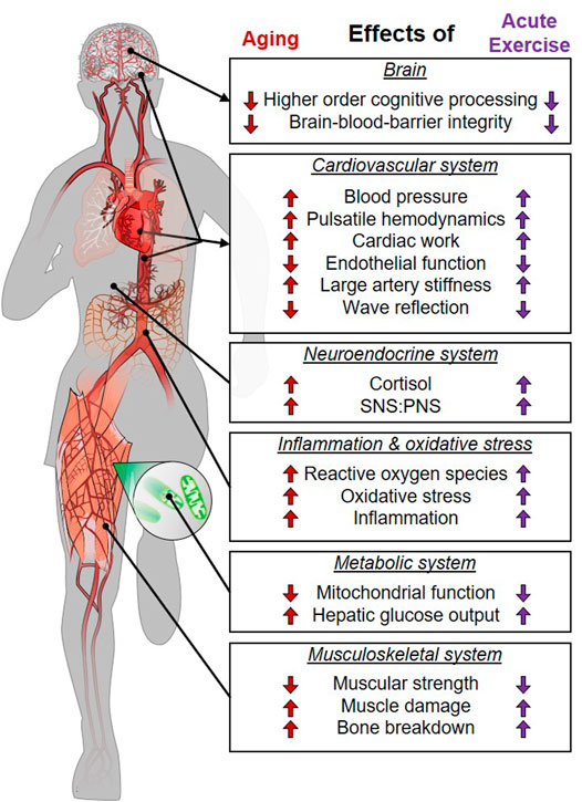 Frontiers  Exercise as an Aging Mimetic: A New Perspective on the