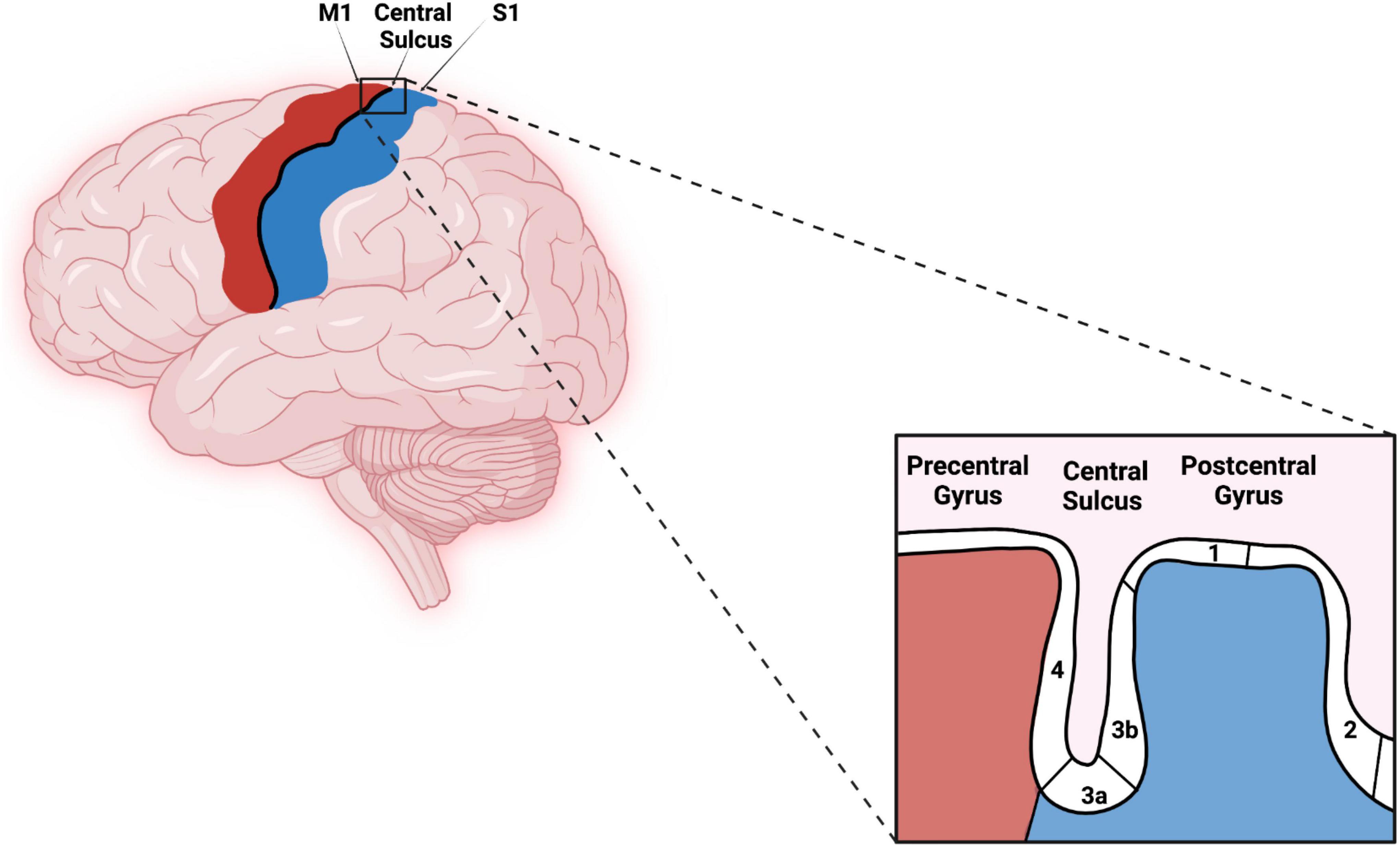 Frontiers  Somatotopic Mapping of the Fingers in the