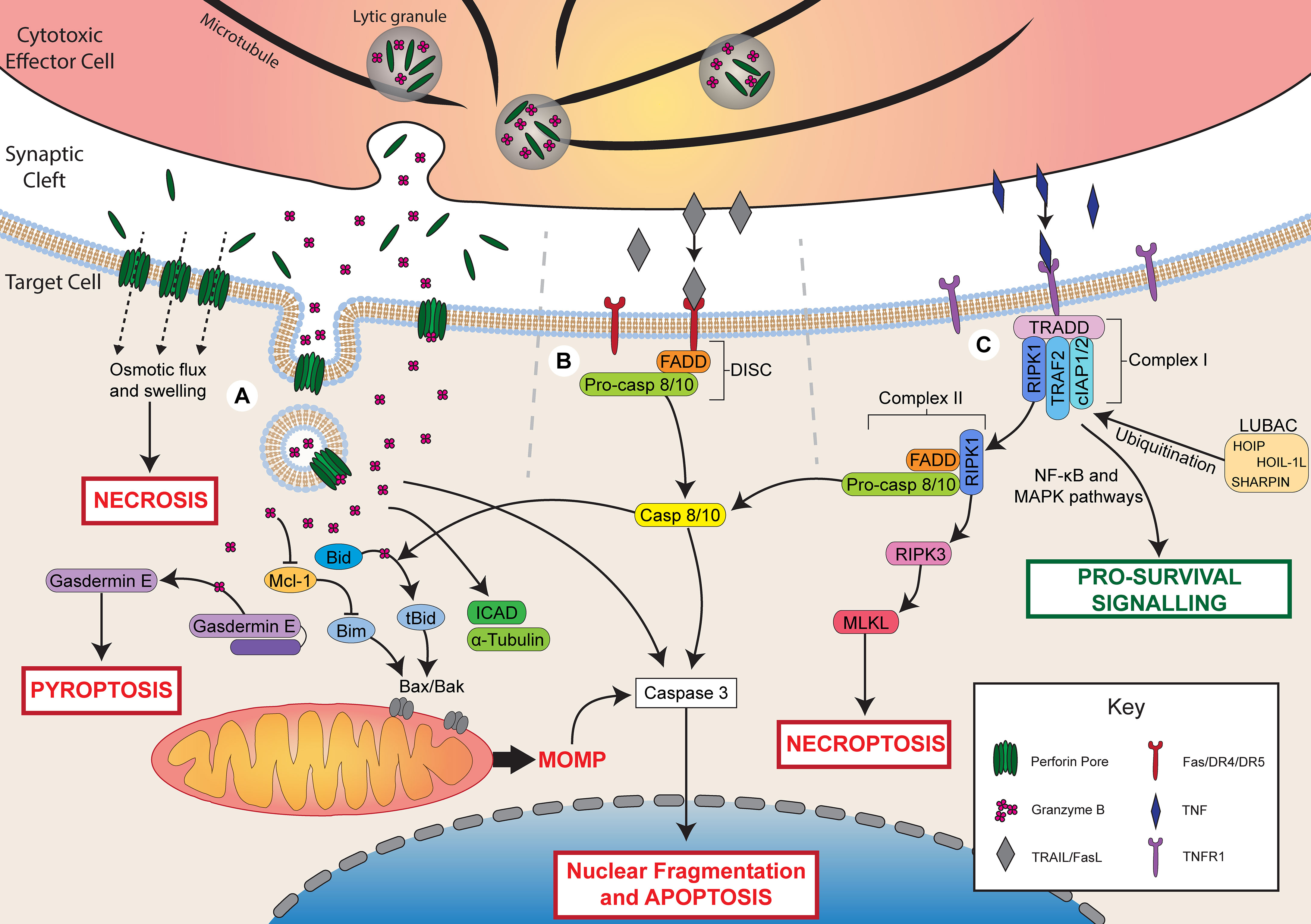 Programmed cell death 50 (and beyond)