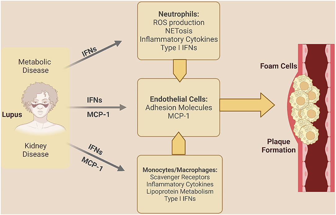 JCI - Increased production of nitric oxide in coronary arteries