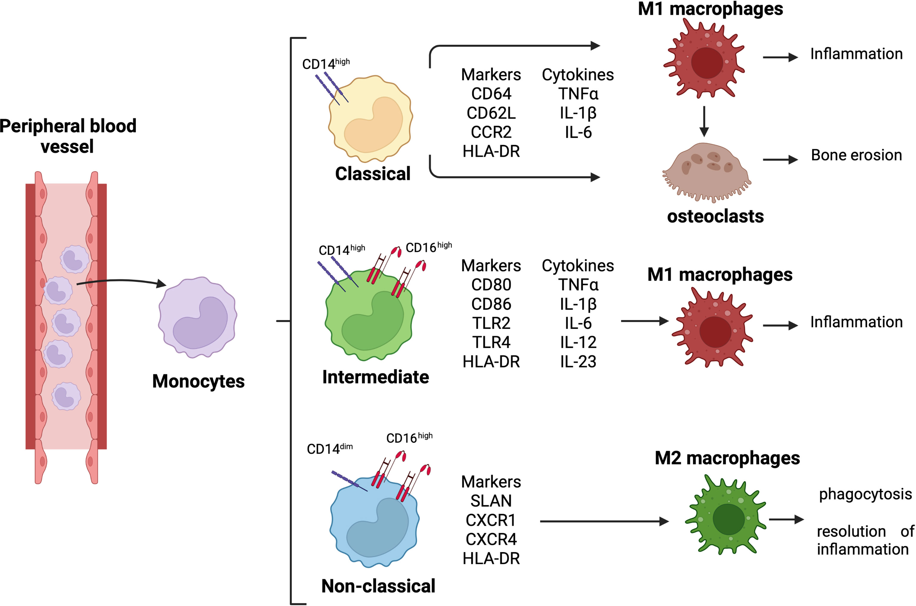 Macrophage Polarization Flow Cytometry