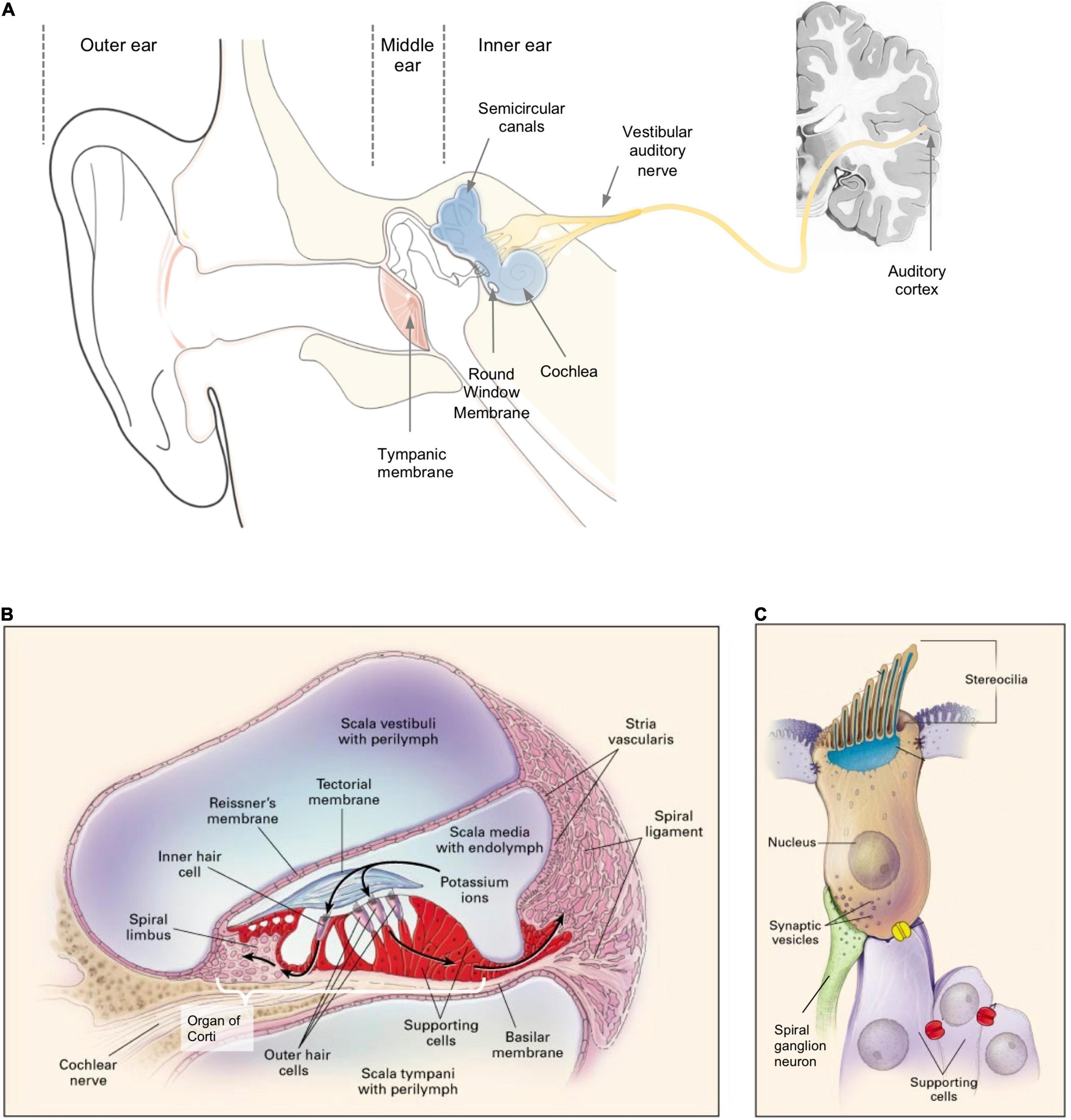 Five Cool Facts about the Middle and Inner Ear