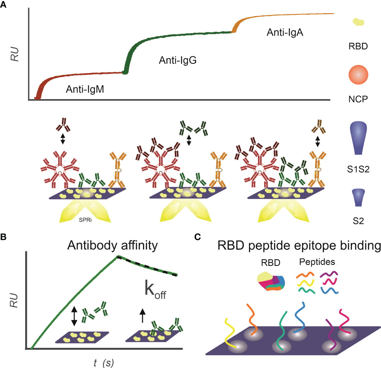 ELISA analysis of sera immunoglobulin (Ig)G dynamics. The data