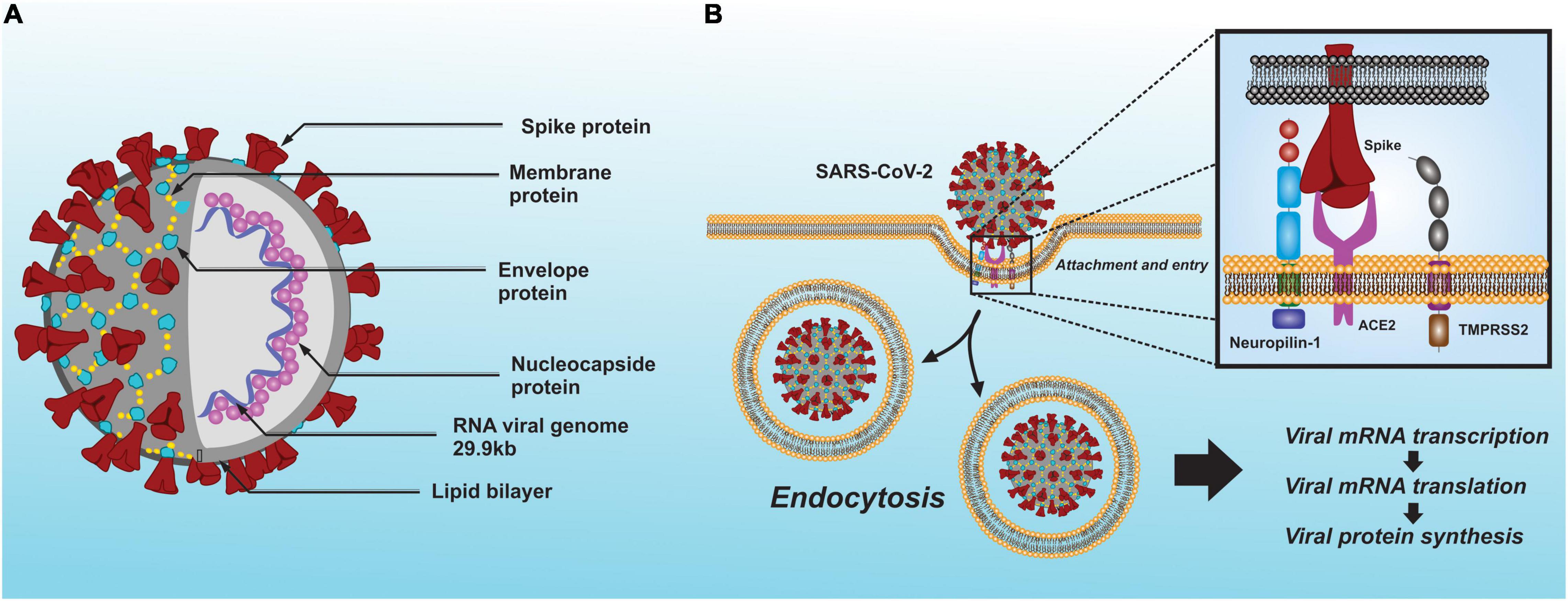 Frontiers Neuropathological Aspects of SARS-CoV-2 Infection Significance for Both Alzheimers and Parkinsons Disease