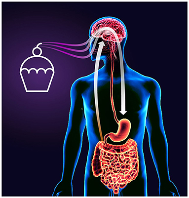 Figure 1 - Our brain connects the world around us to the internal environment of our body.