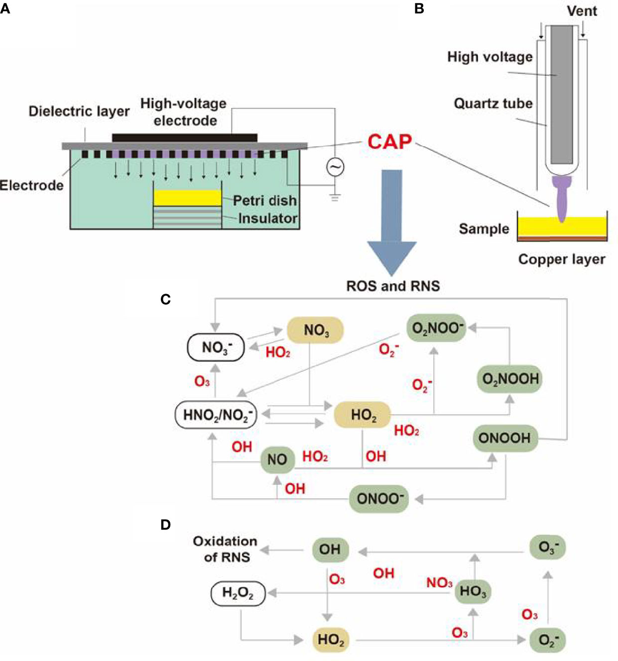 PDF] NO2- and NO3- enhance cold atmospheric plasma induced cancer cell  death by generation of ONOO