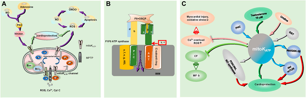 Frontiers  KATP channel mutations in congenital hyperinsulinism