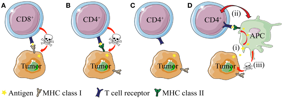 Frontiers How Do Cd4 T Cells Detect And Eliminate Tumor Cells That Either Lack Or Express Mhc Class Ii Molecules Immunology