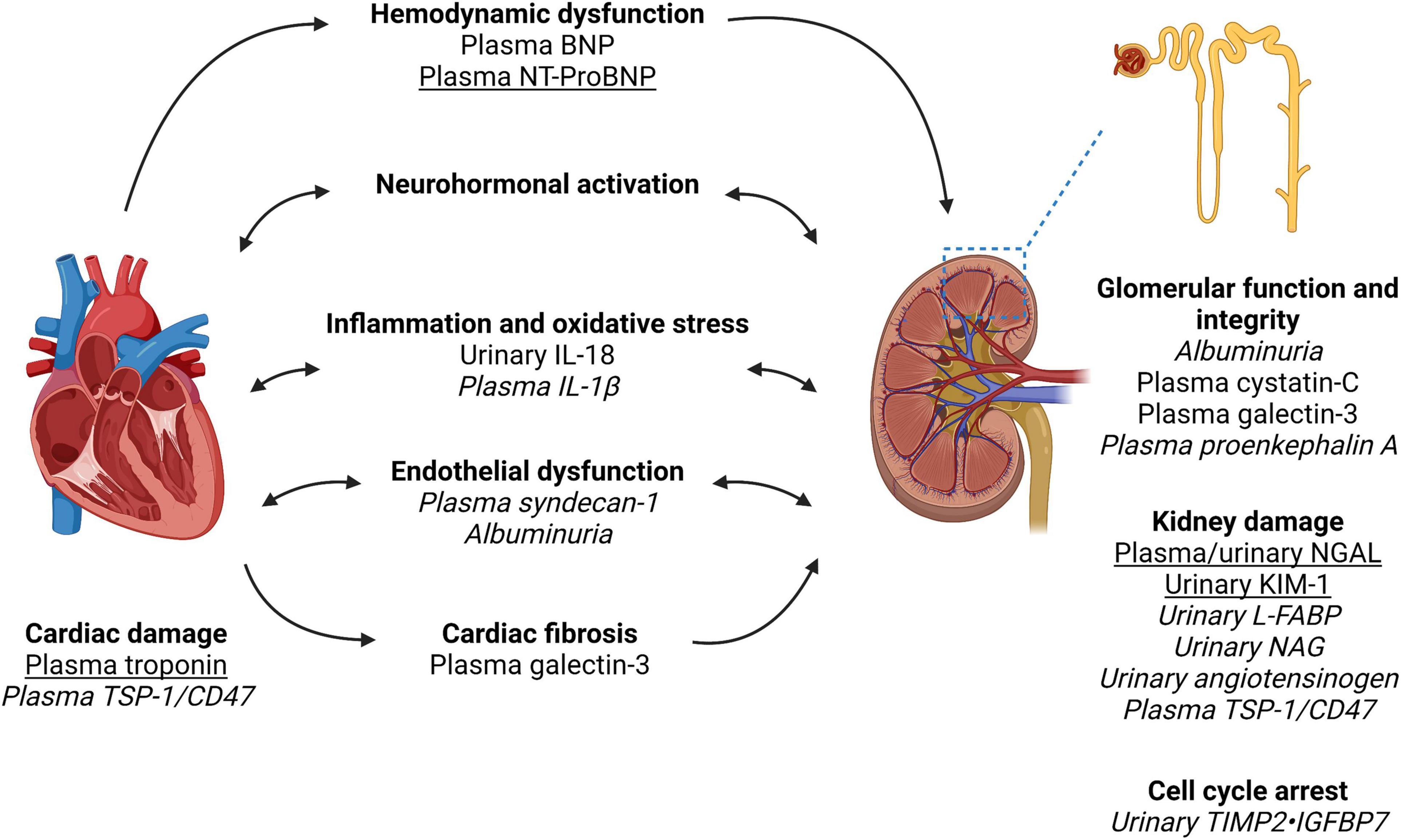 The Molecular Mechanism and Therapeutic Strategy of Cardiorenal Syndrome  Type 3