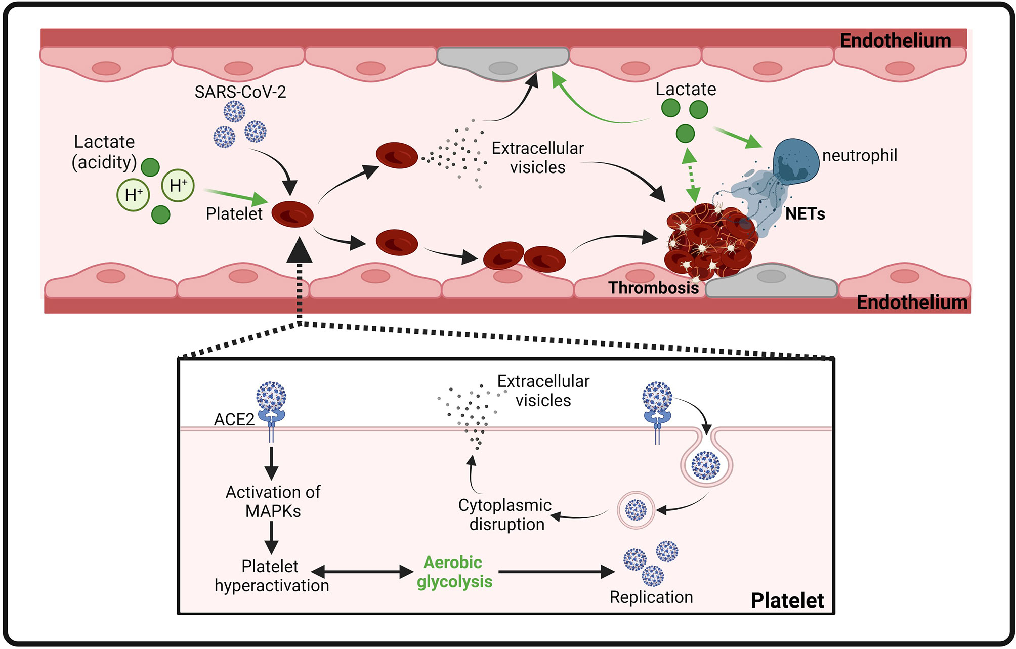 Lactate induces vascular permeability via disruption of VE-cadherin in  endothelial cells during sepsis