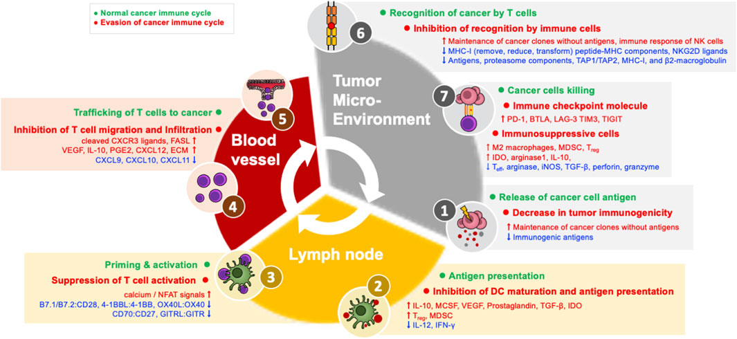 How cancer evades immune system detection and spreads