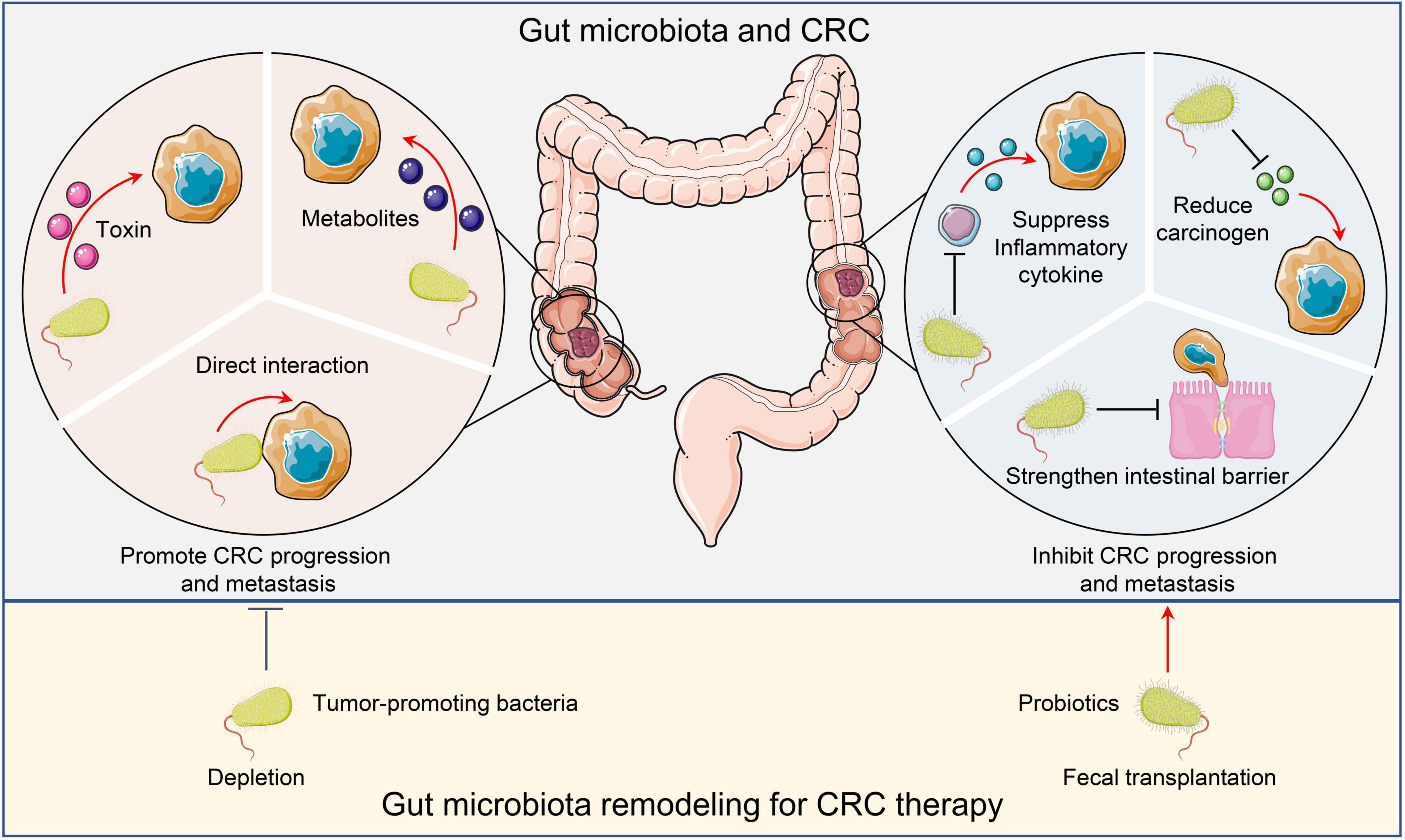 Frontiers Tumor Microenvironment Shapes Colorectal Cancer Progression 
