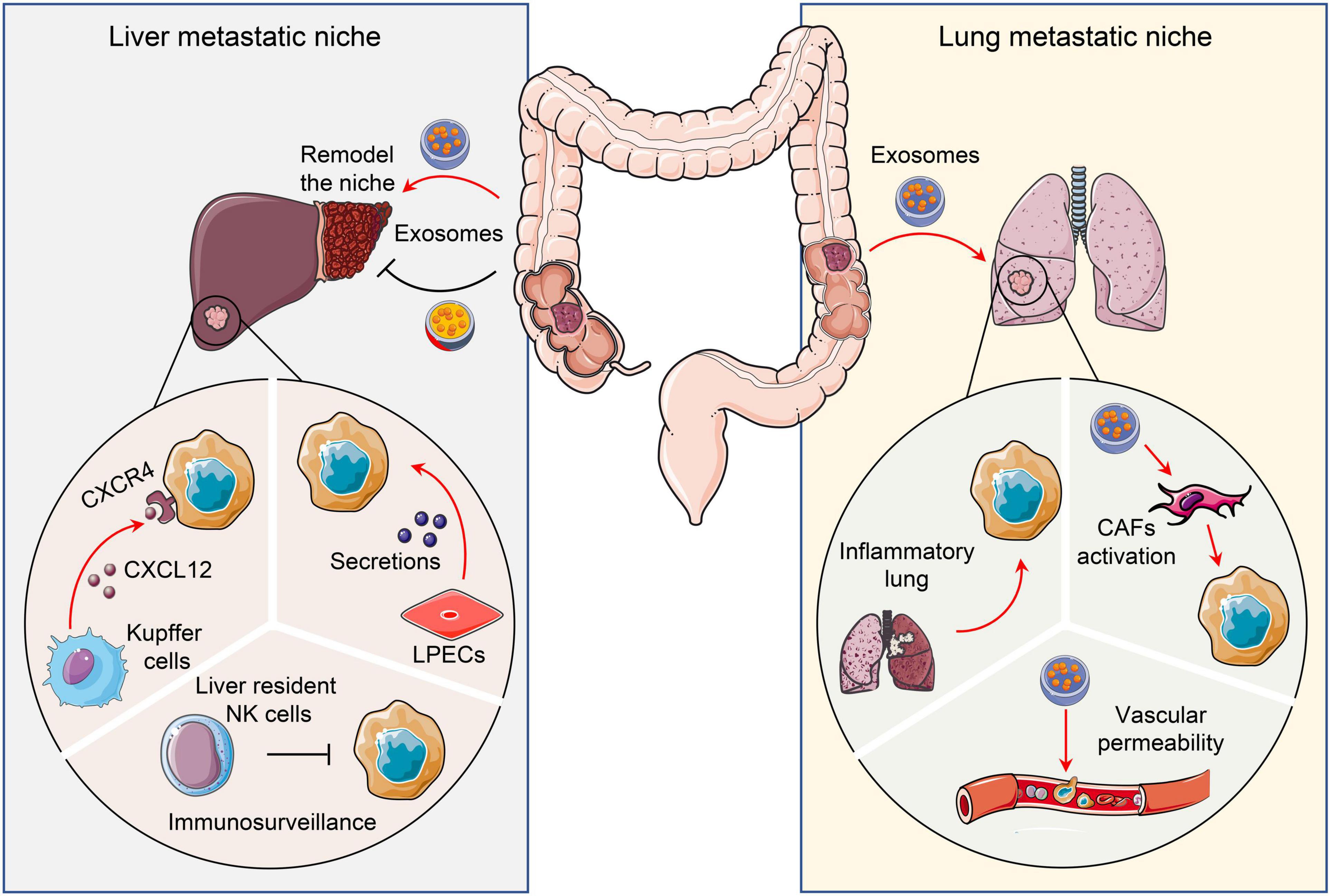 Frontiers Tumor Microenvironment Shapes Colorectal Cancer Progression