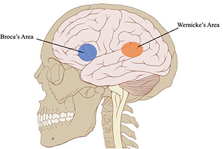 Figure 2 - Language regions in the brain.