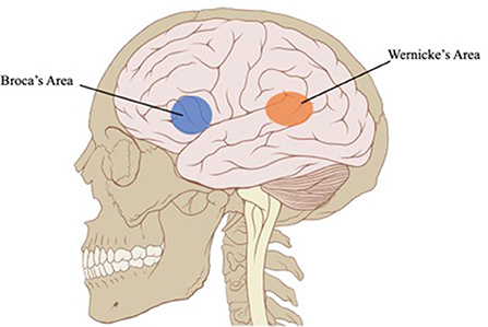 图2 -大脑中的语言区域。