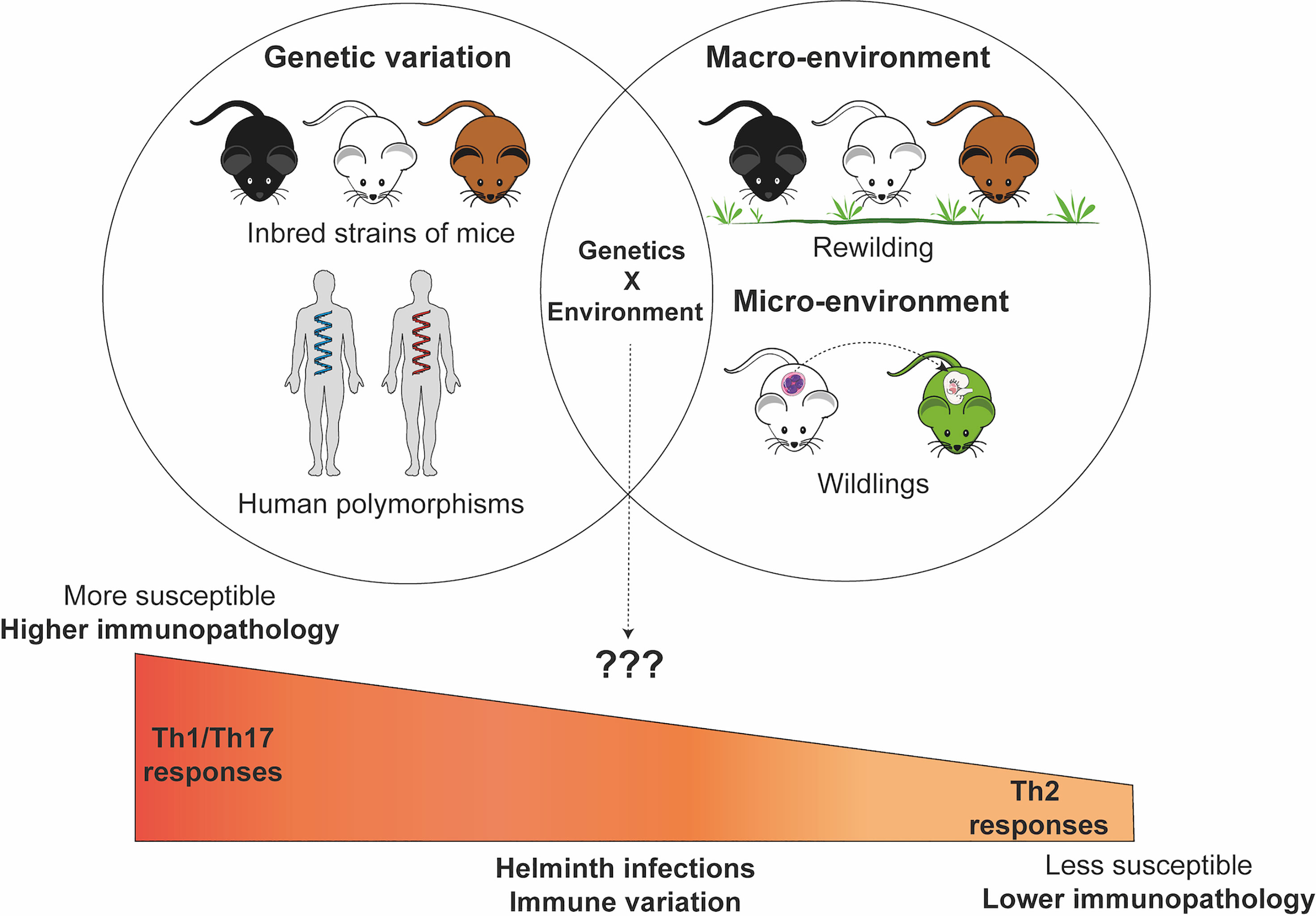 Genetic Disorders of Immune Regulation