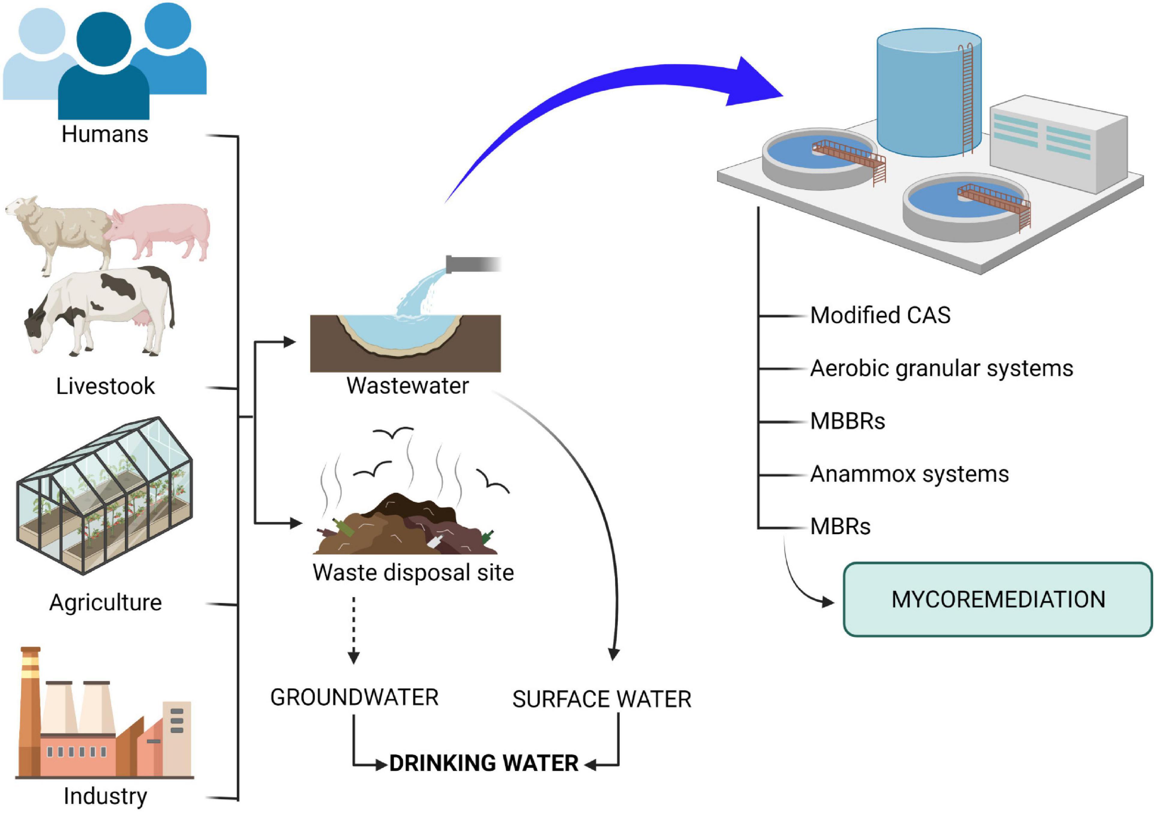 Frontiers | Pharmaceutical Pollution in Aquatic Environments: A Concise ...