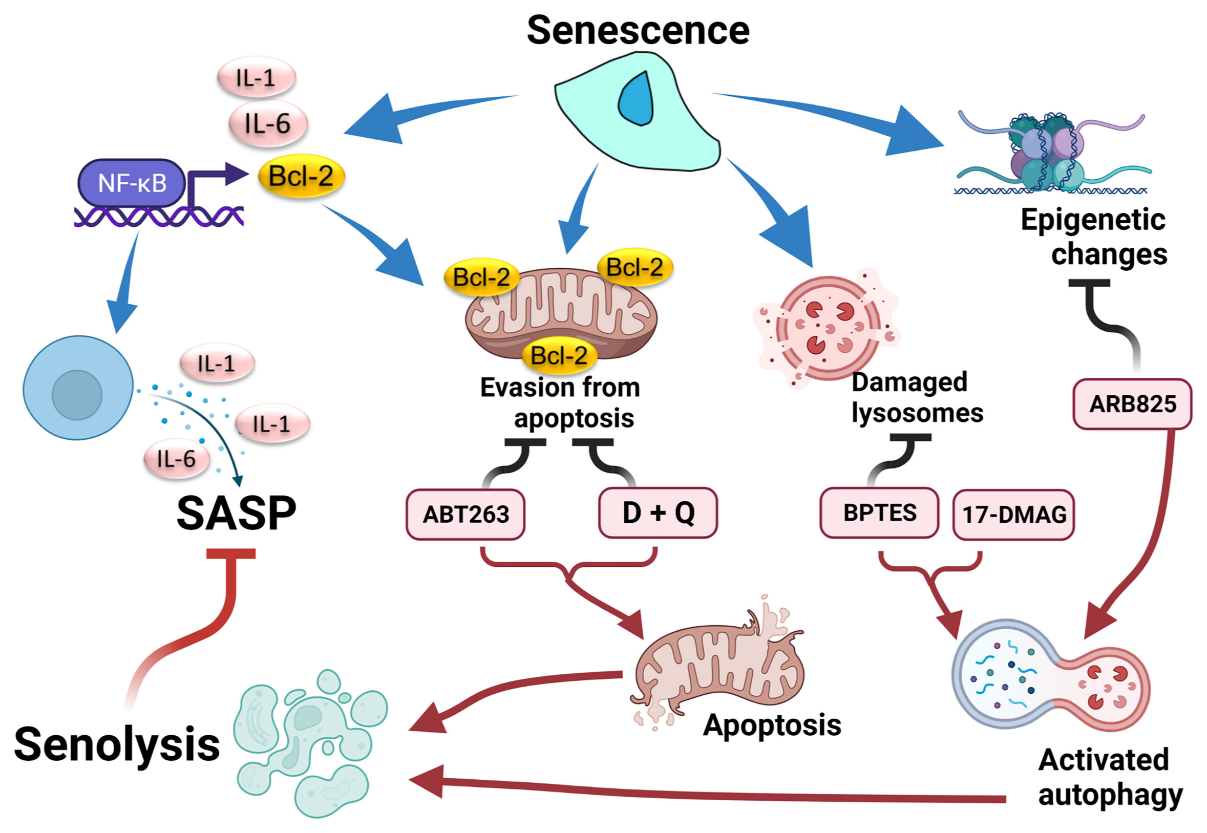 Frontiers | Cellular Senescence in Diabetes Mellitus: Distinct ...