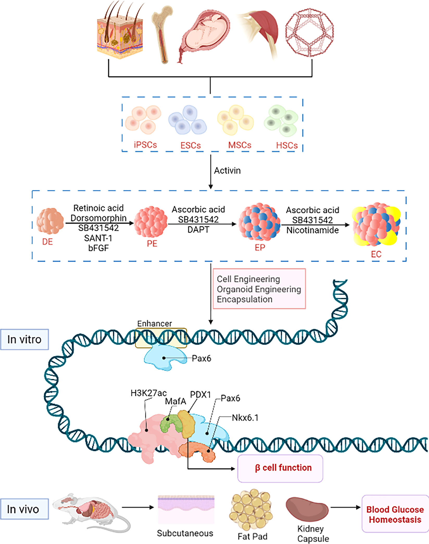 stem cell research for type 2 diabetes