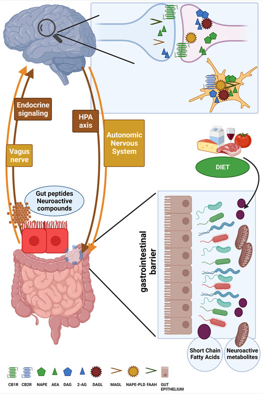 Frontiers | The Endocannabinoids-Microbiota Partnership in Gut-Brain Axis  Homeostasis: Implications for Autism Spectrum Disorders
