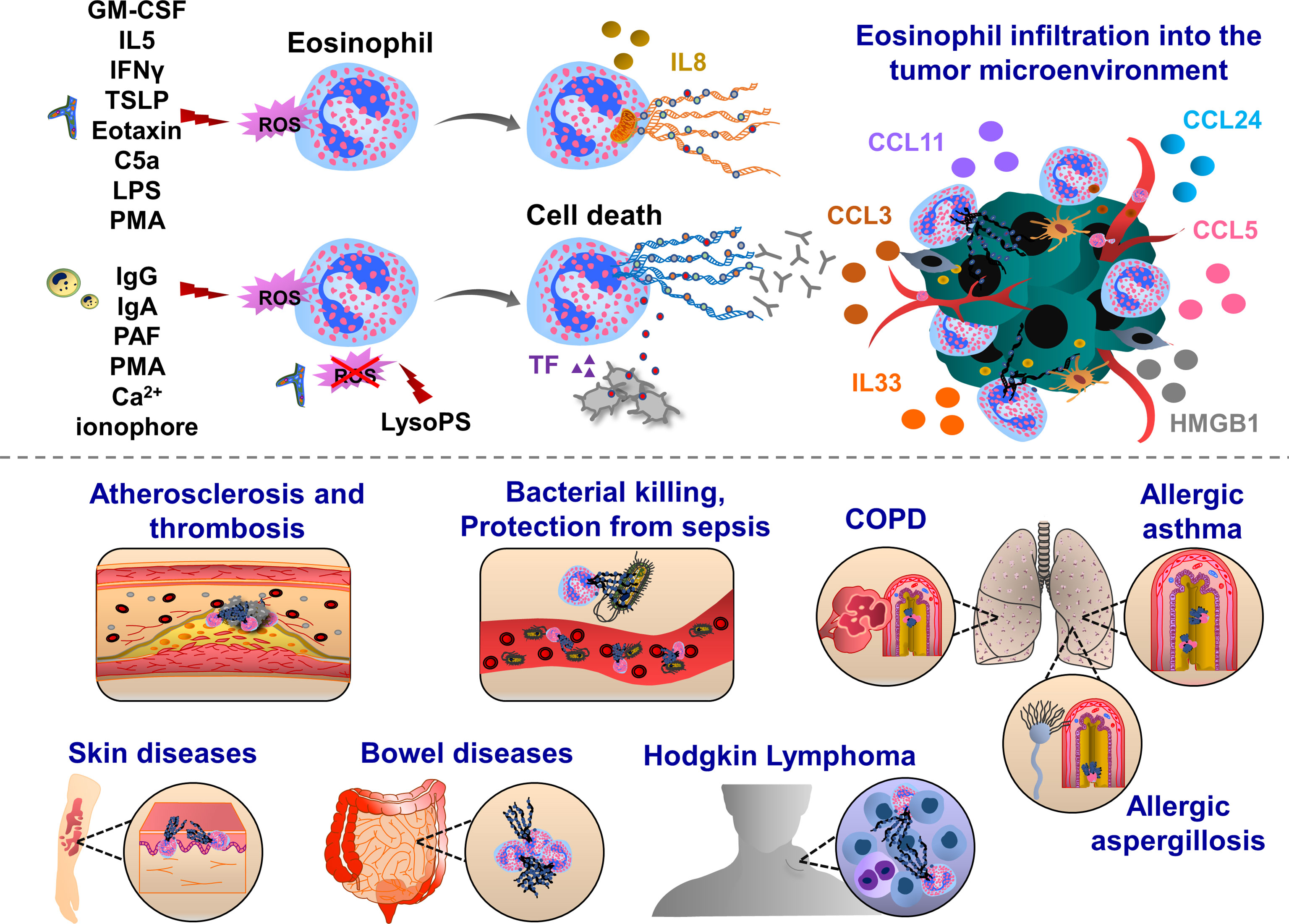 Frontiers  The implication of neutrophil extracellular traps in  nonalcoholic fatty liver disease