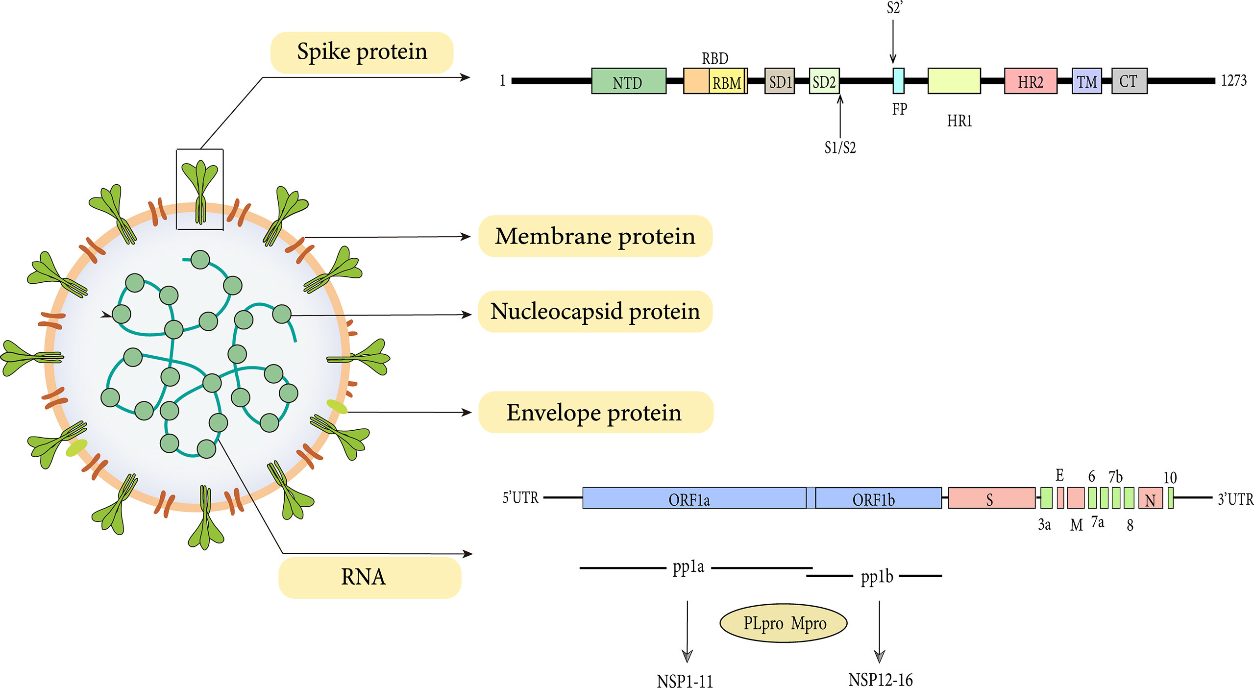 Alpha 1 Antitrypsin is an Inhibitor of the SARS-CoV-2–Priming