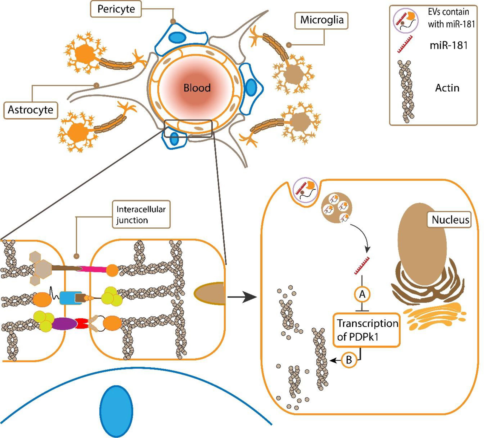 Frontiers | The Potential Role of Exosomes in the Treatment