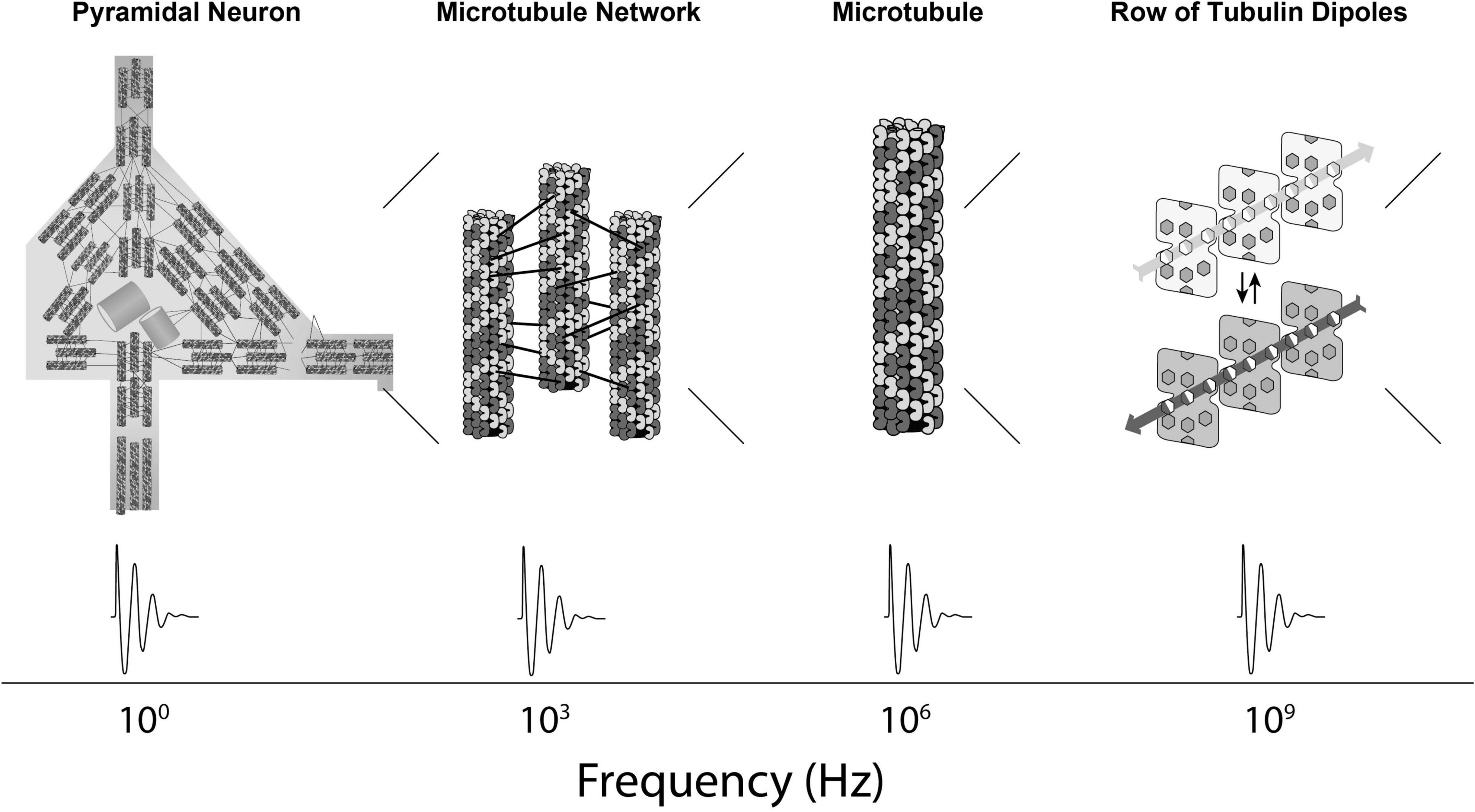 A New Theory in Physics Claims to Solve the Mystery of Consciousness -  Neuroscience News