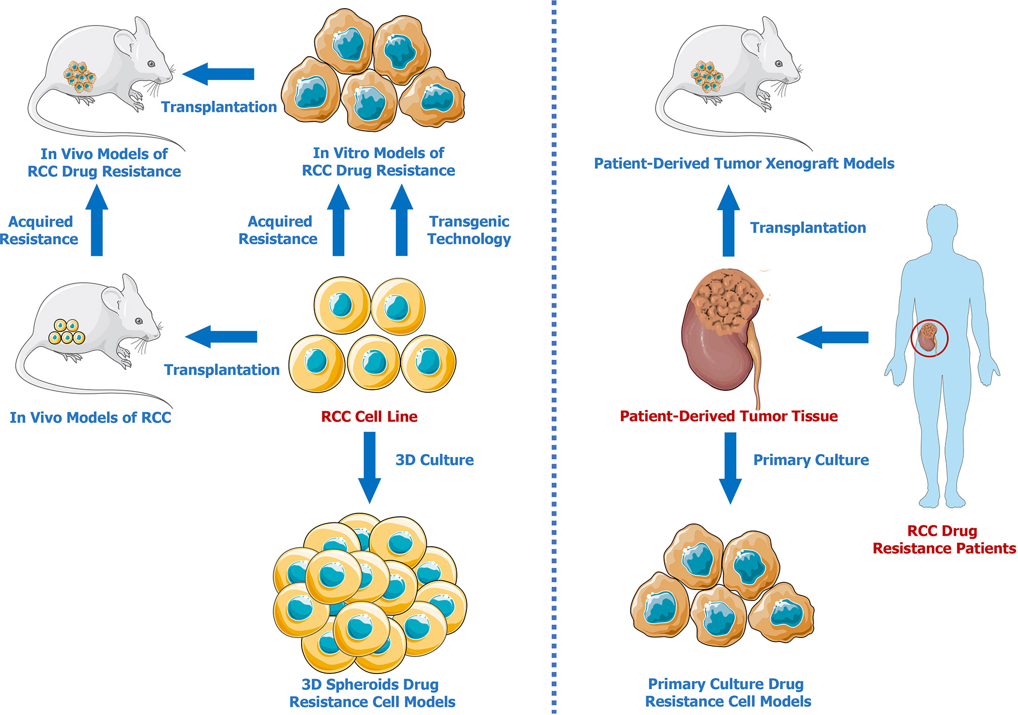 Frontiers | Advances in Renal Cell Carcinoma Drug Resistance Models