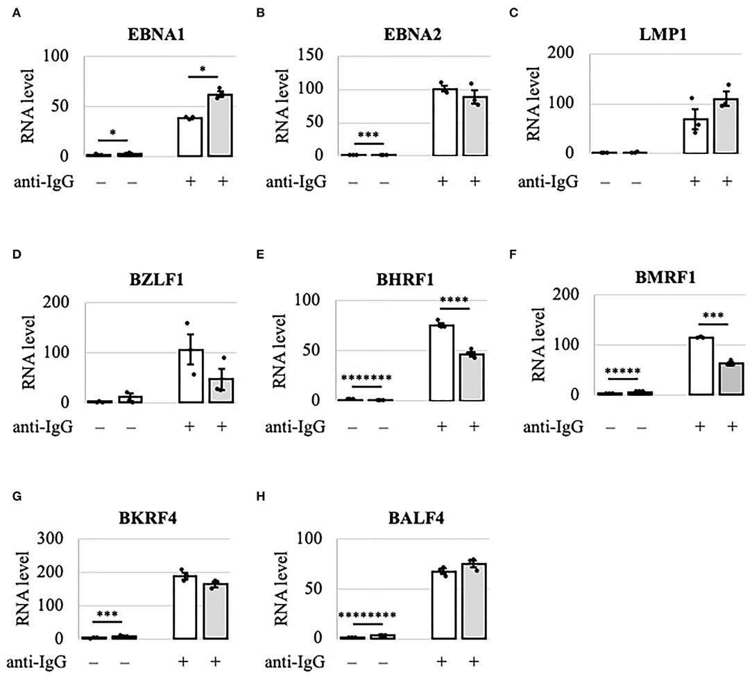 Frontiers  EBV Exploits RNA m6A Modification to Promote Cell Survival and  Progeny Virus Production During Lytic Cycle