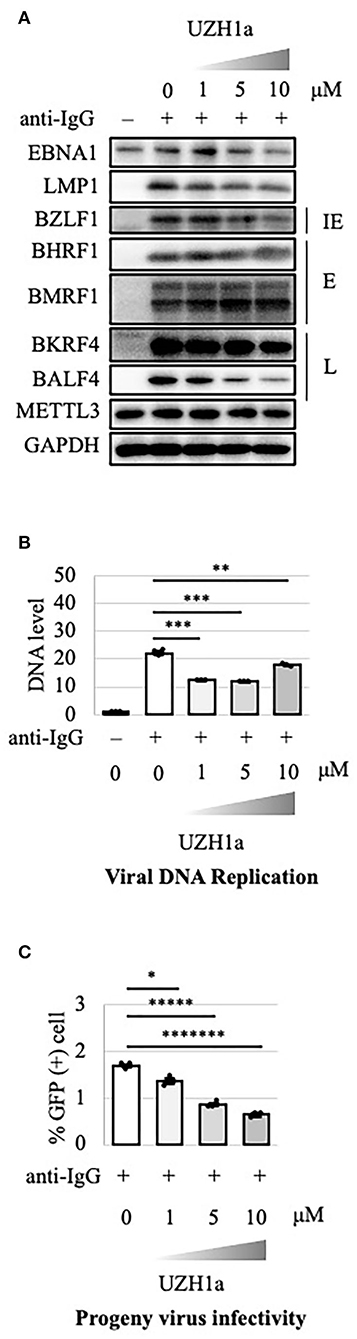 Frontiers  EBV Exploits RNA m6A Modification to Promote Cell Survival and  Progeny Virus Production During Lytic Cycle