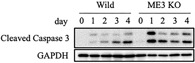 Frontiers  EBV Exploits RNA m6A Modification to Promote Cell Survival and  Progeny Virus Production During Lytic Cycle