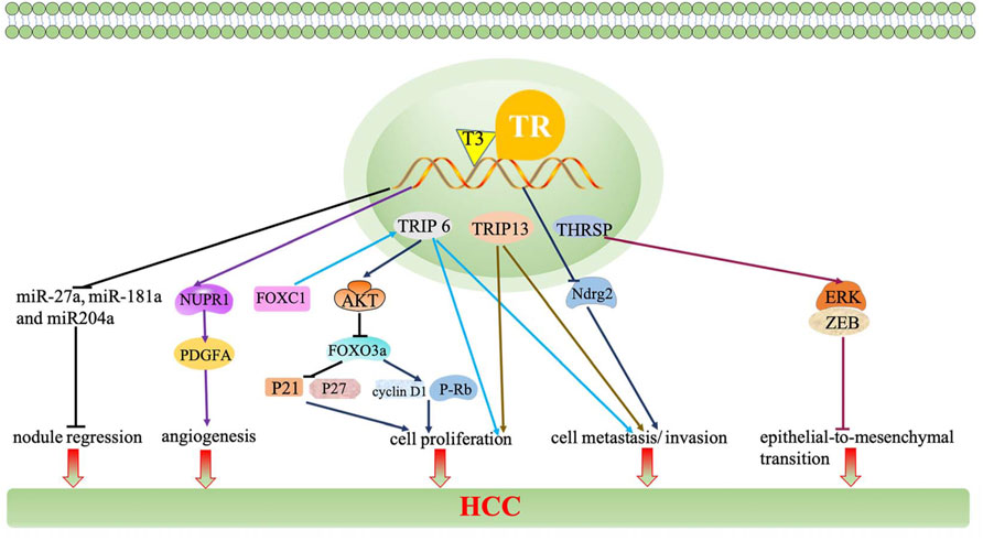 Triiodothyronine (T3) promotes brown fat hyperplasia via thyroid hormone  receptor α mediated adipocyte progenitor cell proliferation