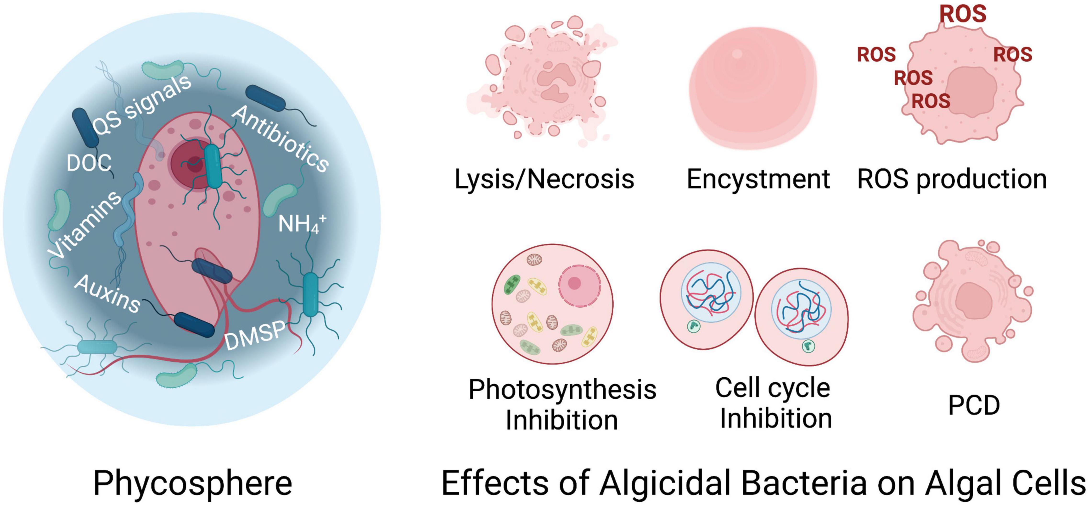 Frontiers | Algicidal Bacteria: A Review of Current Knowledge and 