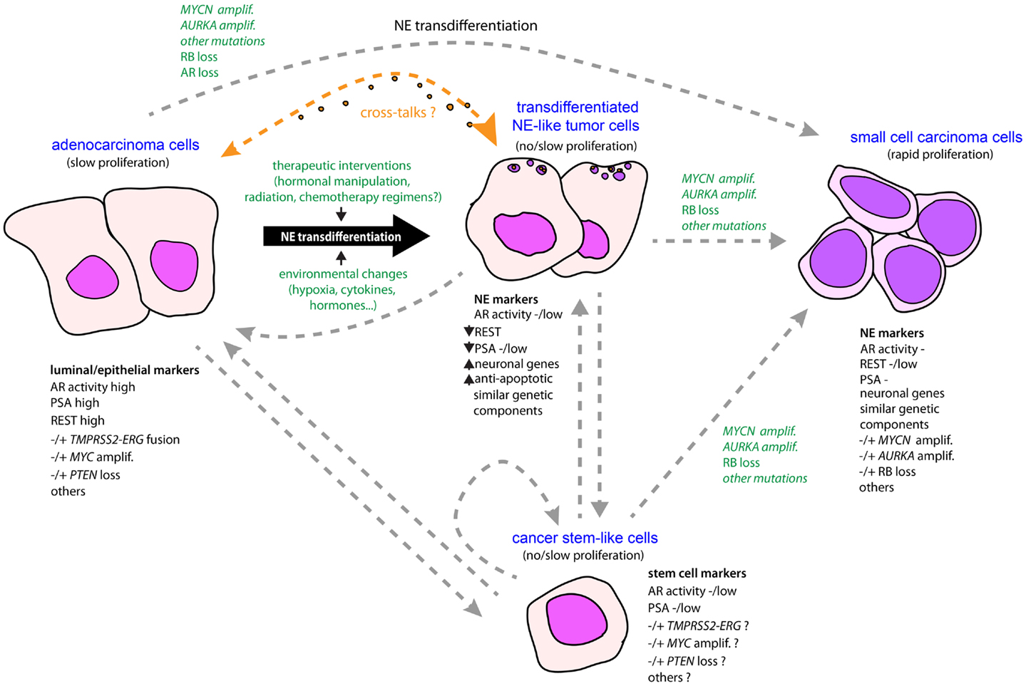 neuroendocrine cancer of prostate papillomavirus vaccin composition