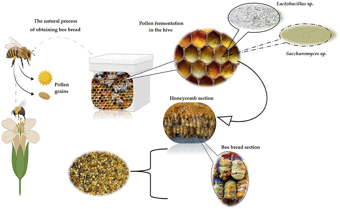 Removing ‌Toxins ⁣Through Fermentation