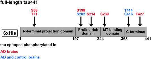 www.frontiersin.org