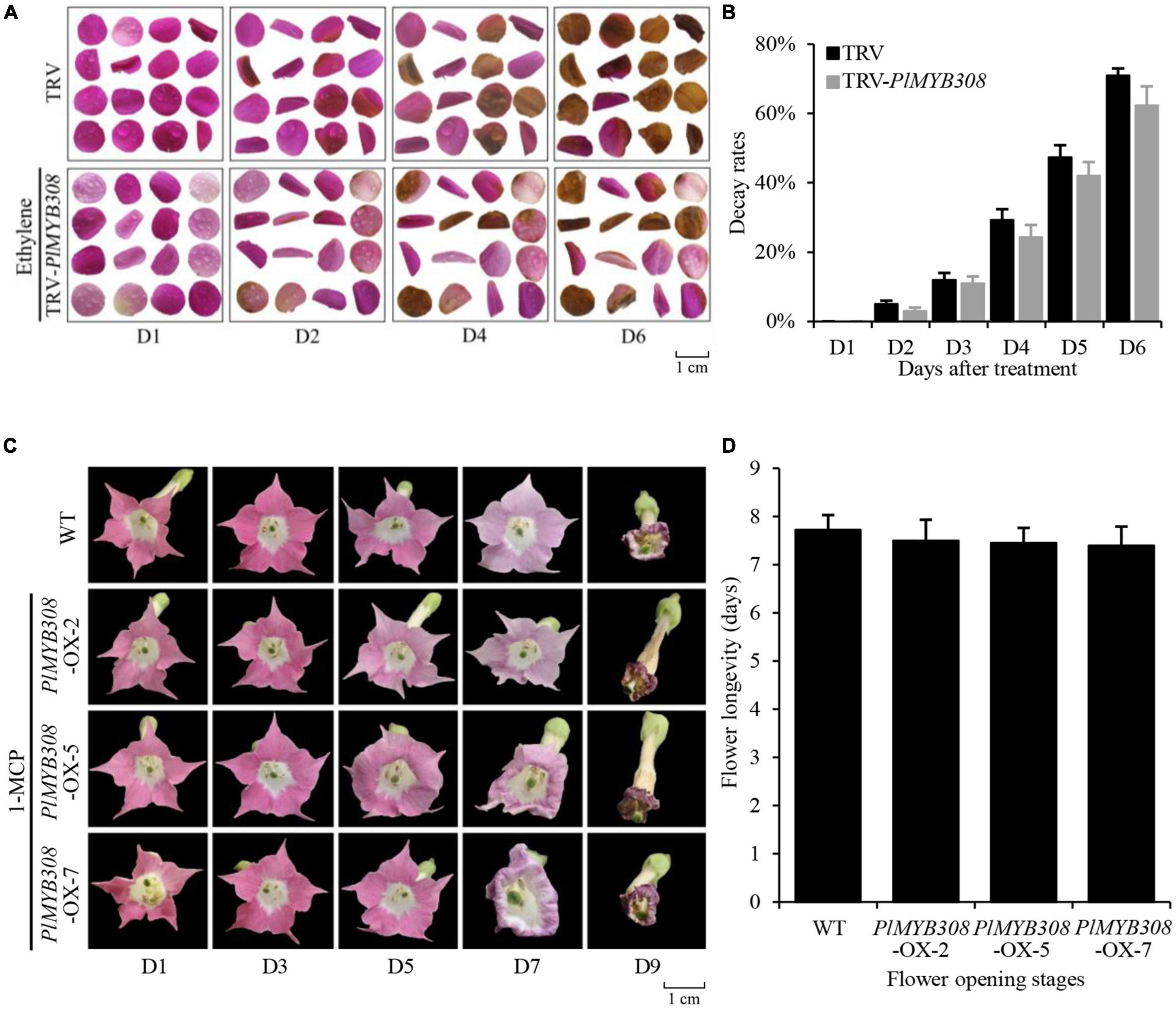 Frontiers | PlMYB308 Regulates Flower Senescence by Modulating Ethylene ...