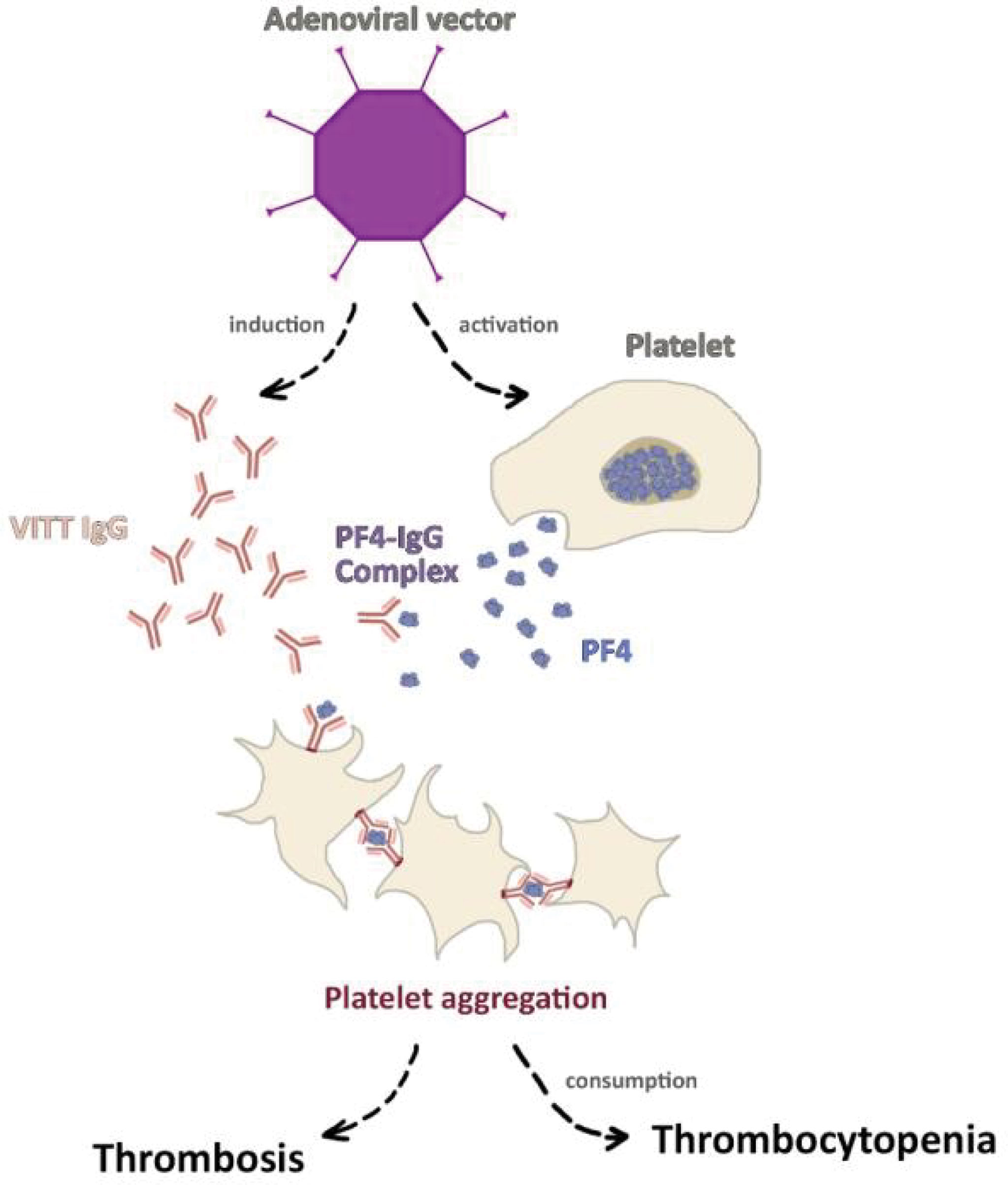 Frontiers Covid 19 Vaccination And The Rate Of Immune And Autoimmune Adverse Events Following Immunization Insights From A Narrative Literature Review