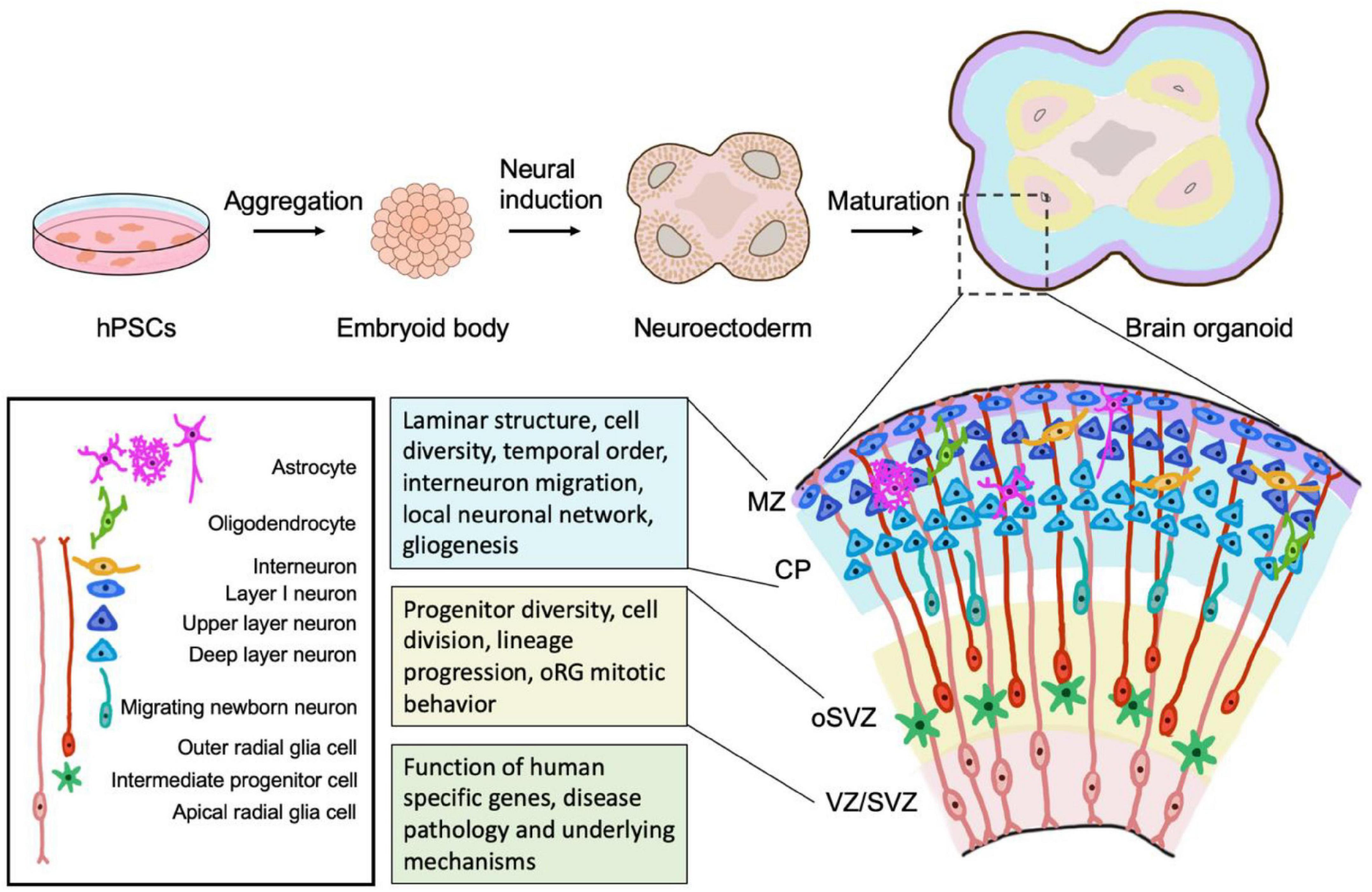 Brain-Region-Specific Organoids Using Mini-bioreactors for Modeling ZIKV  Exposure: Cell