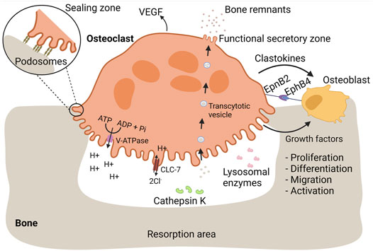 Frontiers  Giant cells: multiple cells unite to survive