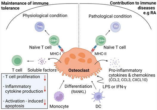 Frontiers  Giant cells: multiple cells unite to survive