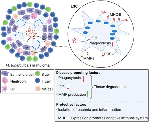 Monocyte progenitors give rise to multinucleated giant cells