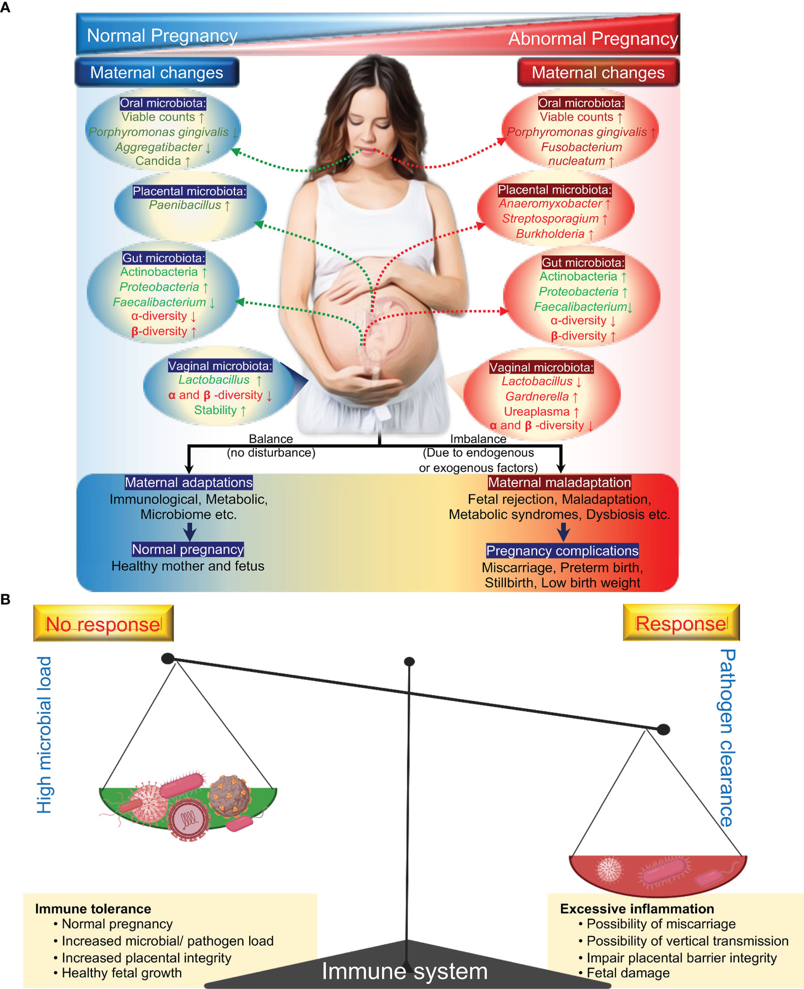 Frontiers  Infections and Pregnancy: Effects on Maternal and