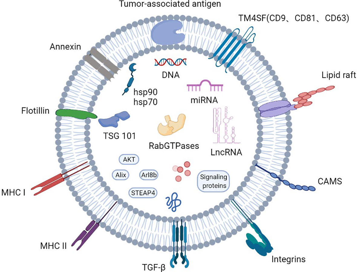 Exosomal hsp70. Клон антитела