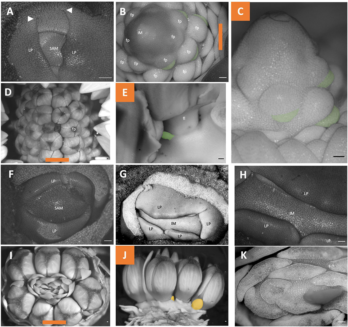 A) Inflorescences and (B) displacement of the anther crest (arrow) in