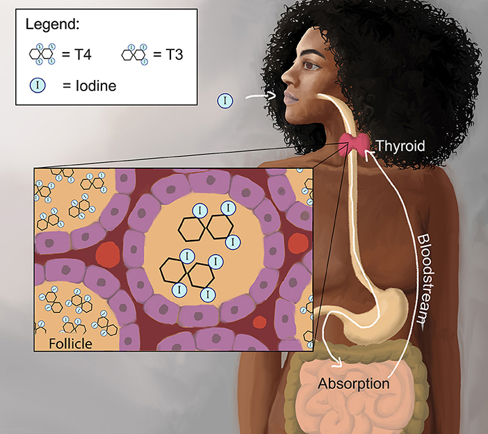 Iodine in human body outlet