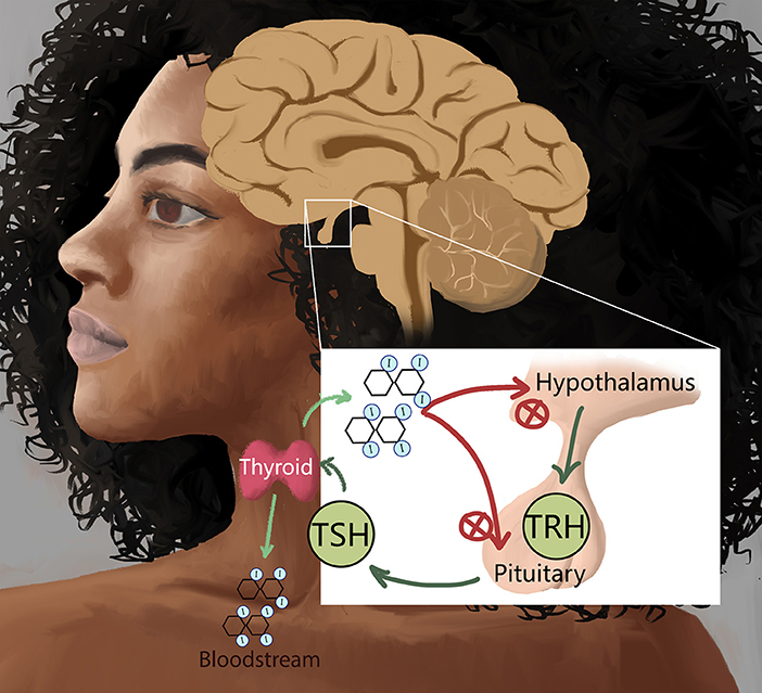 Figure 2 - Two brain areas, the hypothalamus and the pituitary gland, interact with the thyroid gland to regulate the production of thyroid hormones T3 and T4.