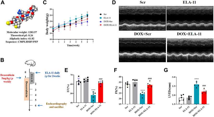 Presynaptic autophagy is coupled to the synaptic vesicle